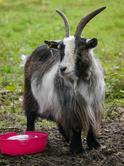 a goat standing next to a pink bowl