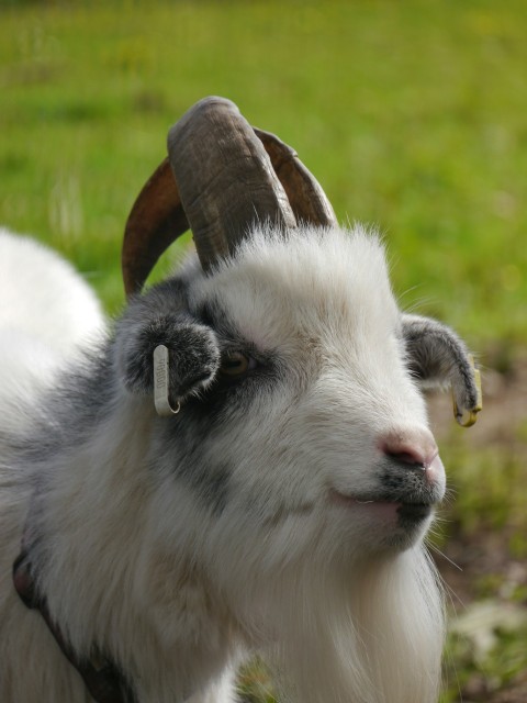 a close up of a goat with a long horn