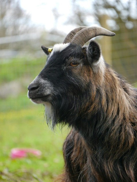 a close up of a goat with long horns