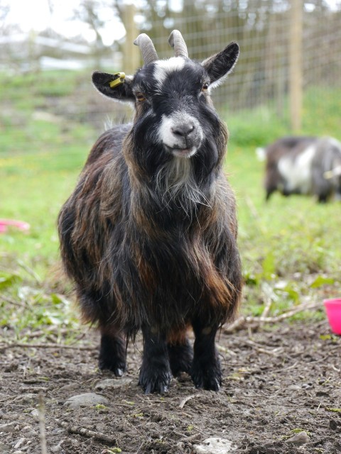 a goat standing on top of a dirt field