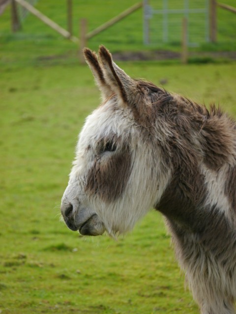 a brown and white donkey standing on top of a lush green field