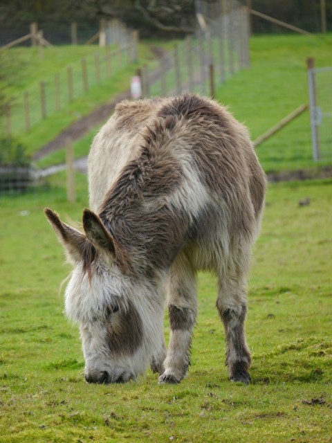 a donkey eating grass in a fenced in area