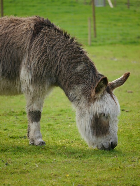 a brown and white donkey grazing in a field