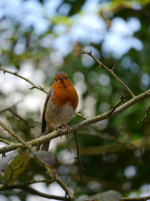 a small bird perched on a tree branch