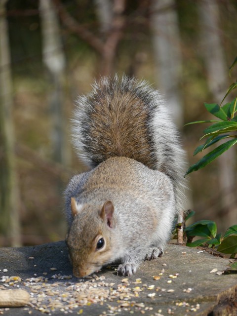 a squirrel is standing on top of a rock