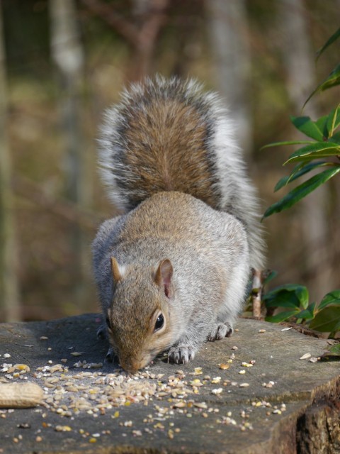 a squirrel eating seeds off of a tree stump WR