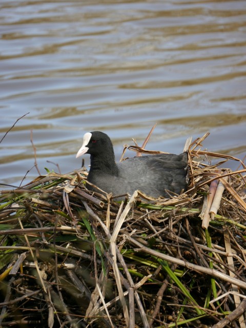 a bird sitting on top of a nest in the water