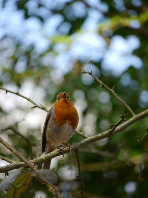 a small bird perched on a tree branch