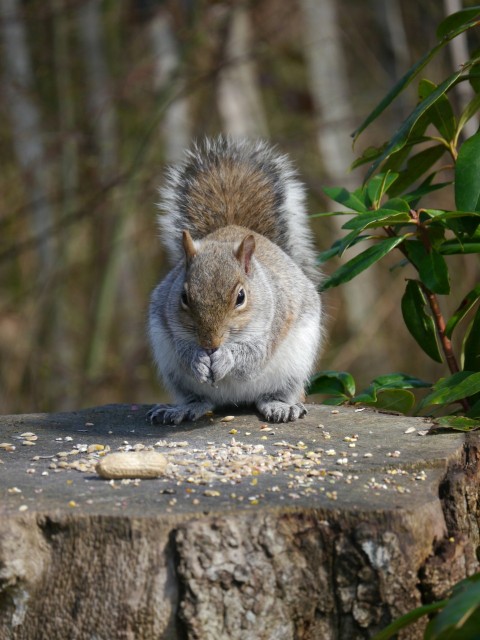 a squirrel sitting on top of a tree stump