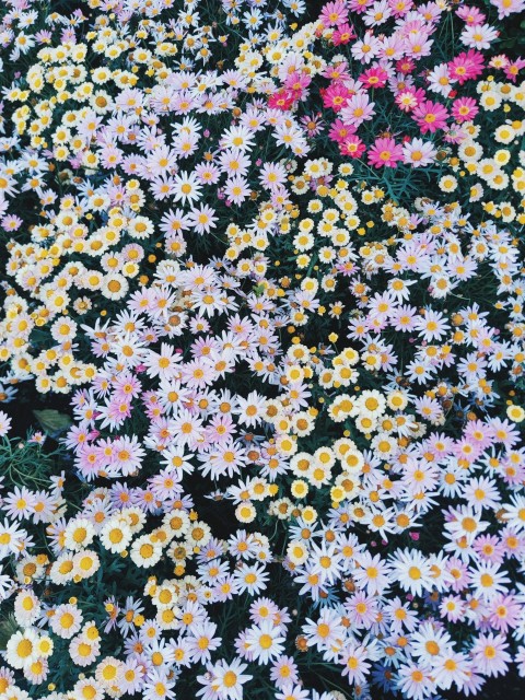 a bunch of flowers that are in the grass