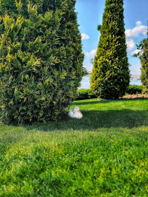 a couple of trees that are in the grass