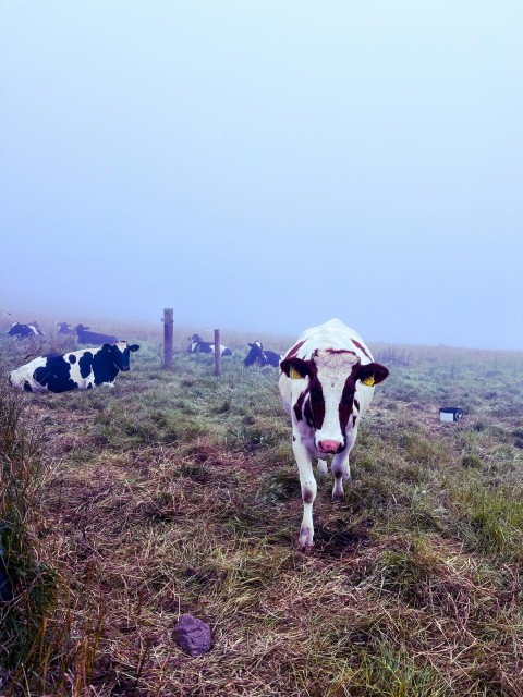 a group of cows standing on top of a grass covered field