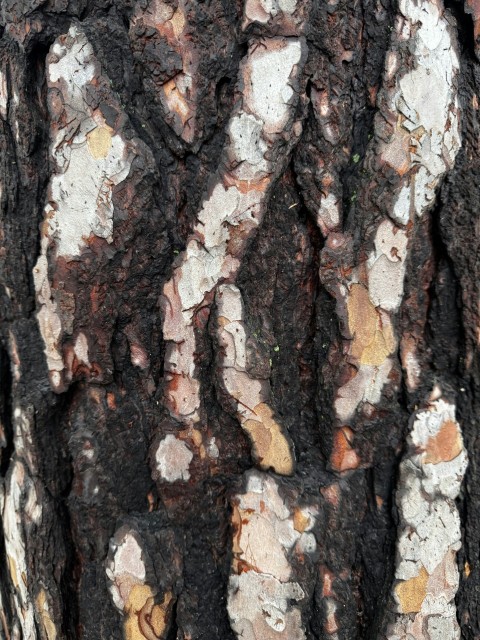 a close up of the bark of a tree