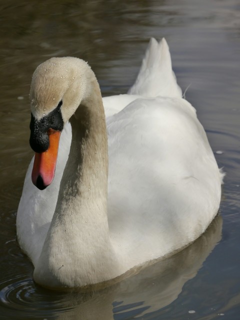 a white swan swimming on top of a body of water