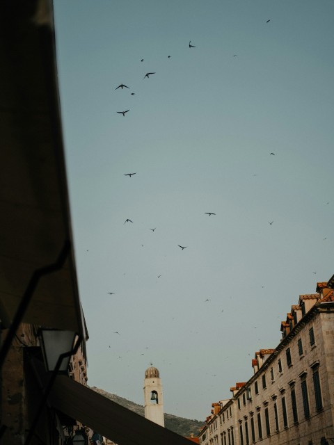 a group of birds flying over a city