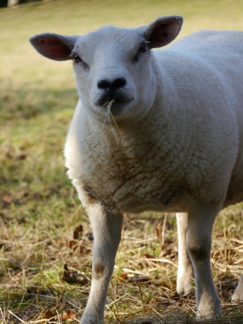 a white sheep standing in a grassy field