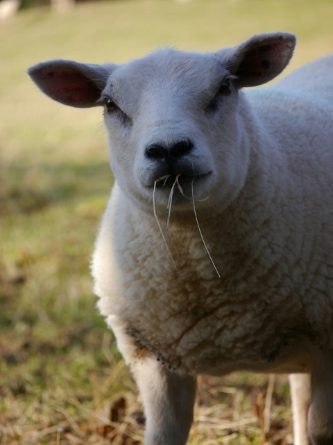 a close up of a sheep in a field