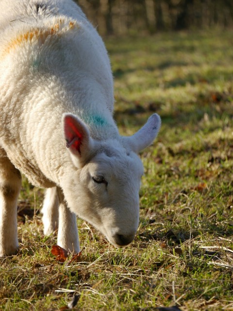 a white sheep standing on top of a grass covered field kPqacKJx6