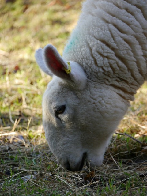 a close up of a sheep grazing on grass