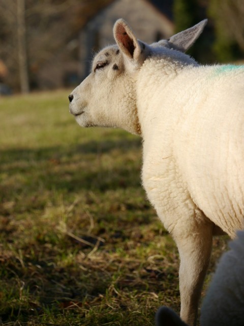 a white sheep standing in a grassy field