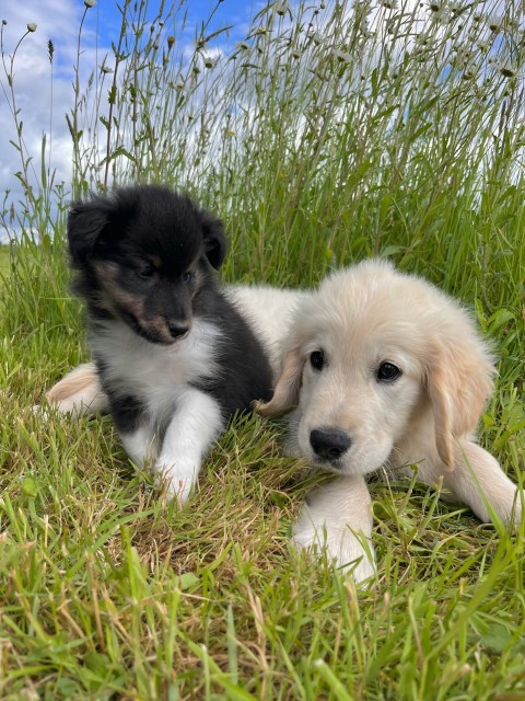 a puppy and a puppy are laying in the grass