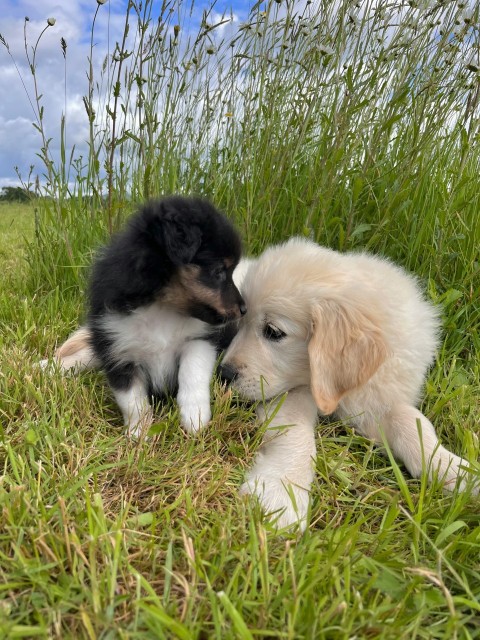 two puppies are playing in the grass