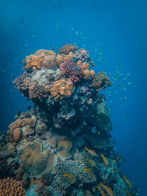 a large group of fish swimming over a coral reef _g