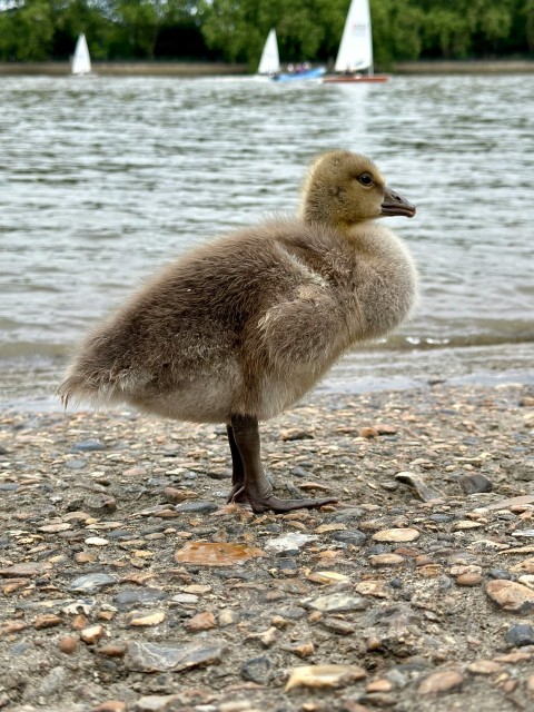 a small duck standing on top of a pebble covered beach Azl