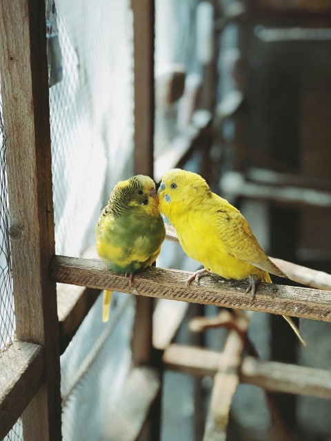 yellow and green bird on brown wooden fence zMB