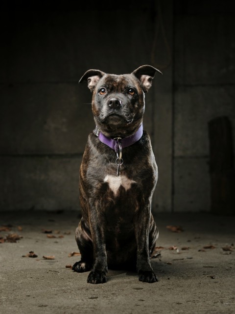 a brown and white dog sitting on top of a cement floor