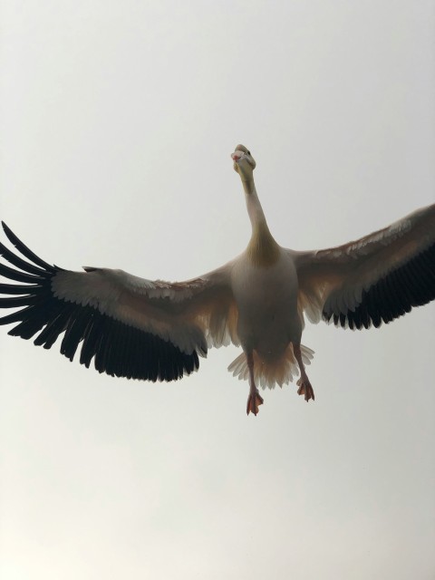 a white and black bird flying in the sky