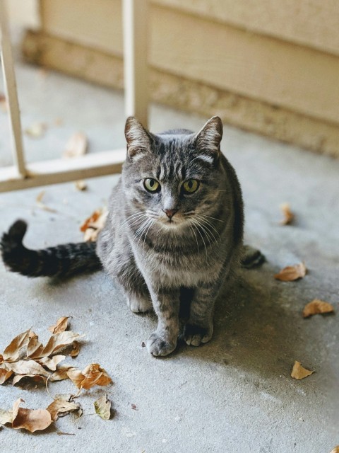 short fur gray cat on floor