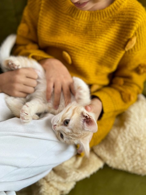 person in yellow jacket carrying white cat