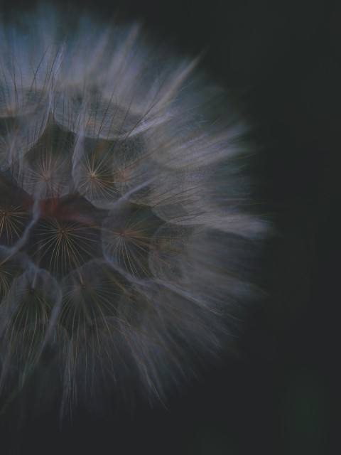 white dandelion flower in close up photography mU