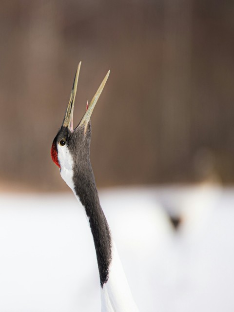 black and white bird in close up photography JbqS8Q