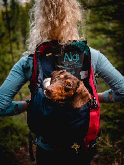 woman in green and red jacket carrying brown short coated dog 5DTCm