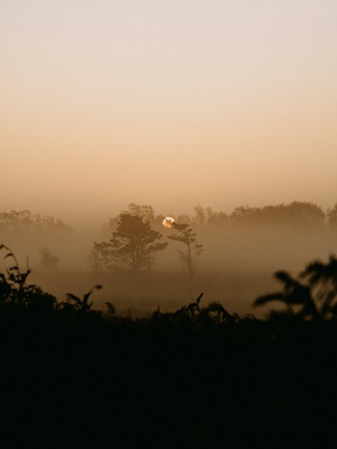 silhouette of trees during sunset