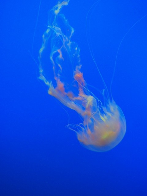 closeup photo of jellyfish