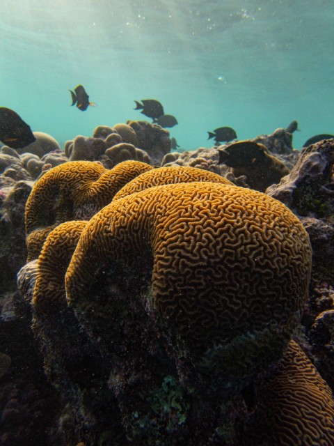 a group of fish swimming over a coral reef zs_