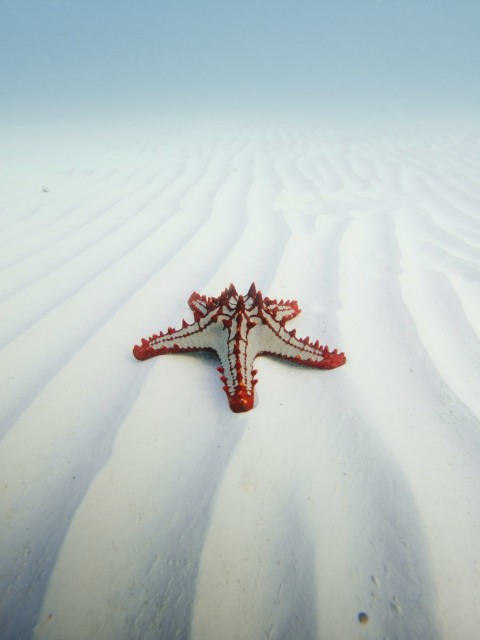 a starfish laying in the middle of a sandy beach