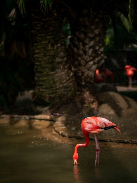 pink flamingo on water during daytime