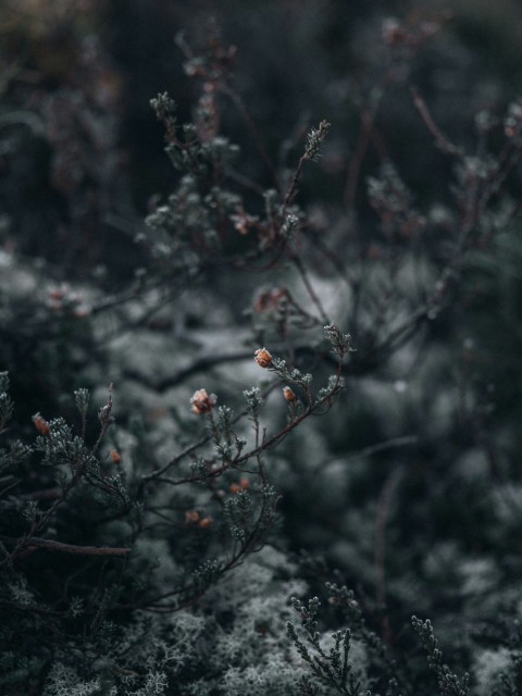 red fruit on tree branch