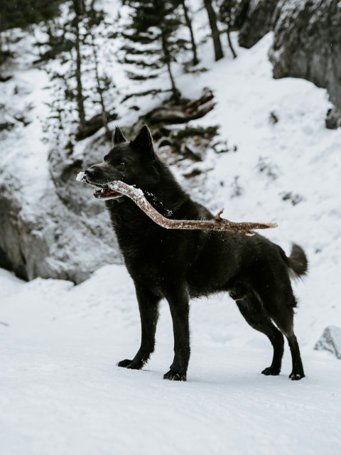 black short coat medium dog on snow covered ground during daytime vtV