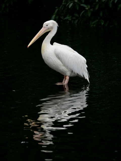 white pelican on water during daytime