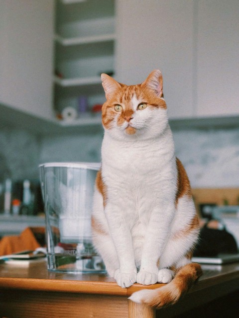 a cat sitting on top of a wooden table jGr4