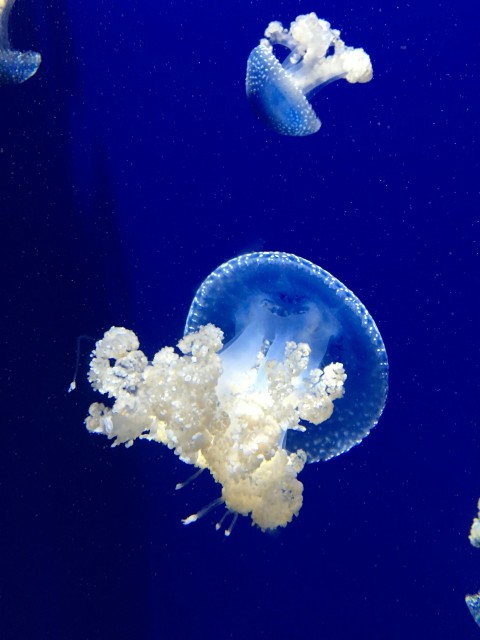 two jellyfish underwater D_W