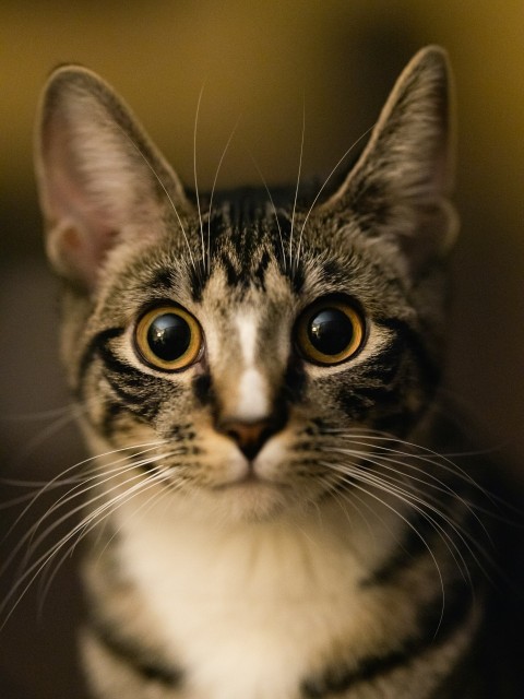 a close up of a cat looking at the camera