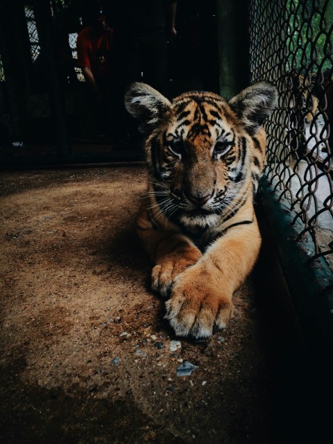 tiger beside cage