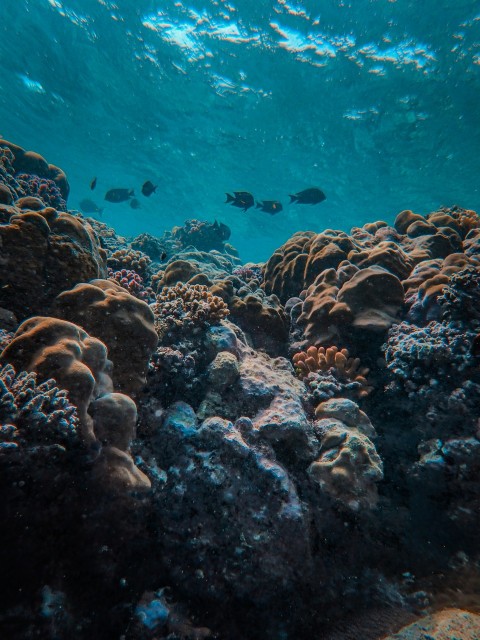 a group of fish swimming over a coral reef