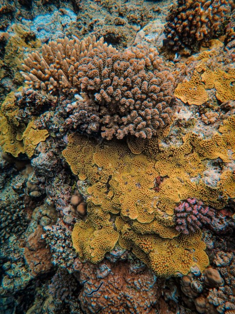 a close up of a bunch of corals on a reef LMLmux